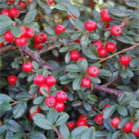 Cotoneaster 'Coral Beauty'