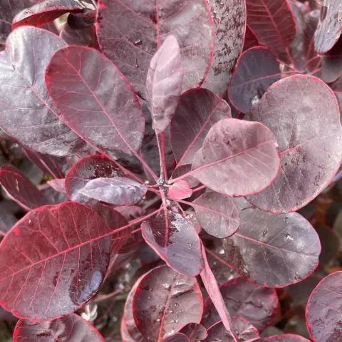 Cotinus cogg. 'Lilla'