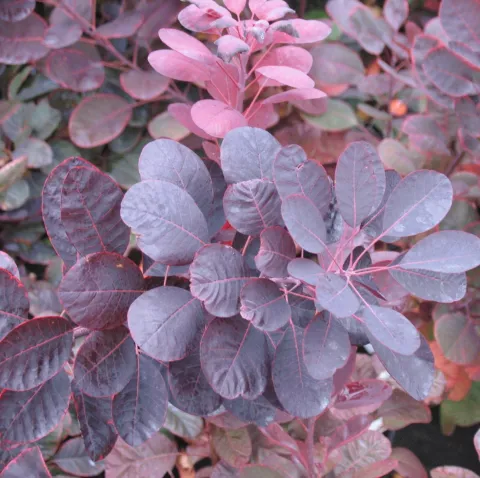 Cotinus cogg. 'Royal Purple'