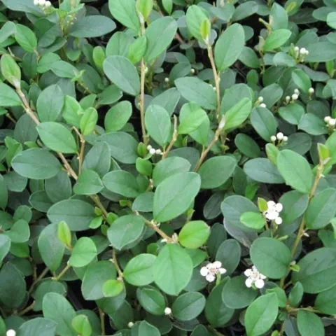 Cotoneaster dammeri 'Major'