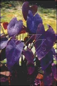 Colocasia rubra Black Magic