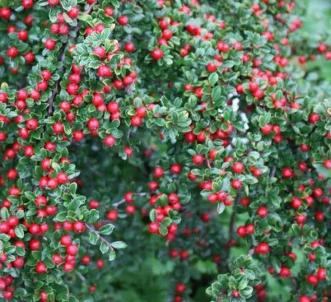 Cotoneaster 'Eichholz'