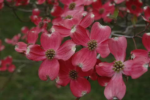 Cornus florida 'Cherokee Chief'