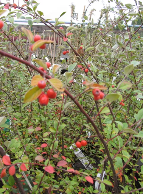 Cotoneaster franchetii