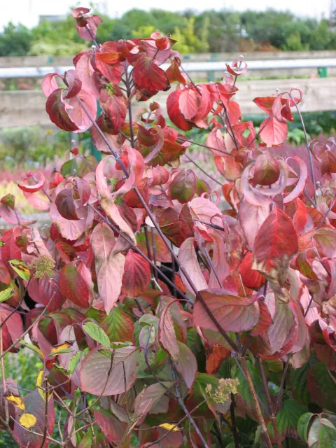 Cornus florida rubra