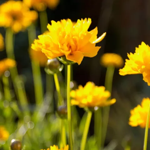 Coreopsis grand. 'Presto'