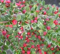 Cotoneaster horizontalis