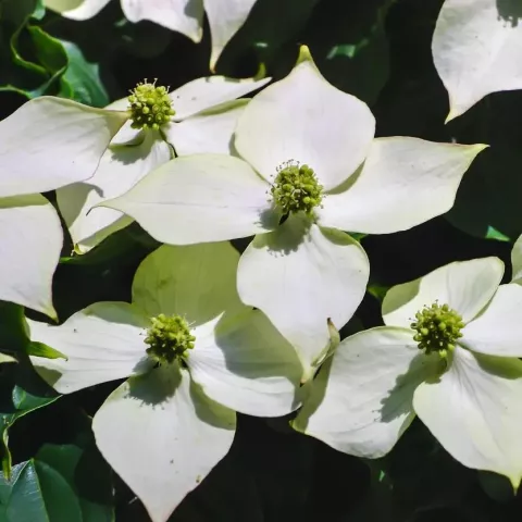 Cornus kousa 'Red Whirlwind'