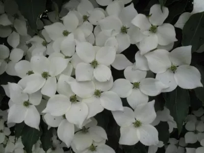 Cornus kousa 'Teutonia'