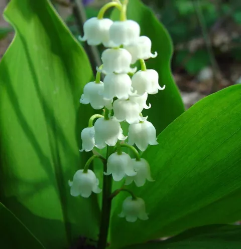 Convallaria majalis