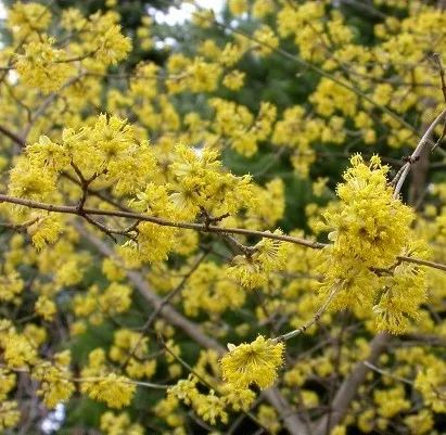 Cornus mas