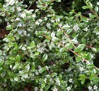 Cotoneaster micr. 'Queen of Carpets'