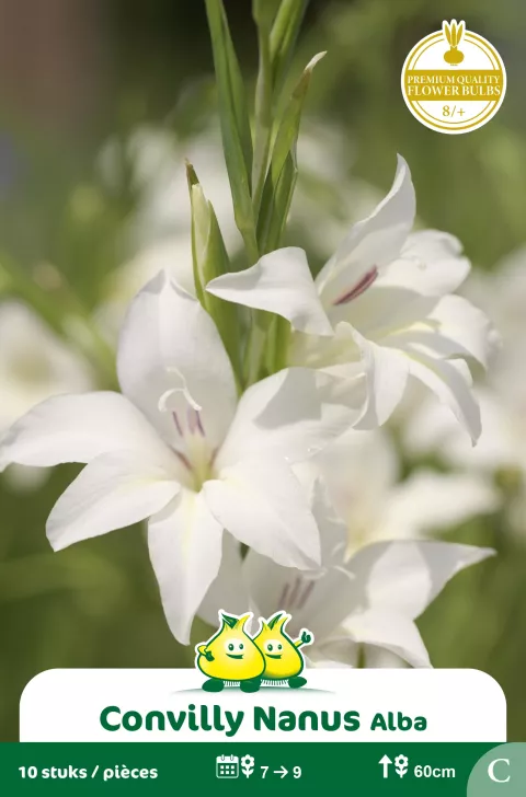 Convilly 'Nanus Alba' 