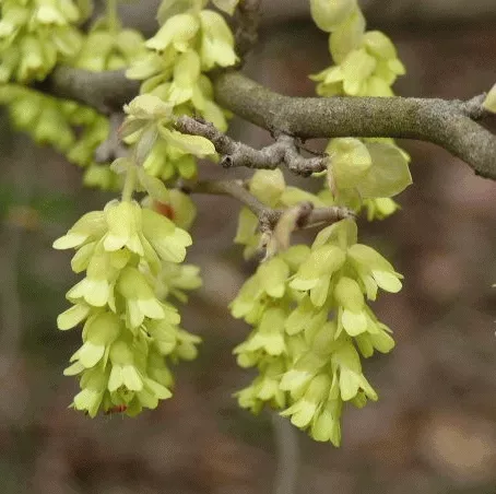 Corylopsis pauciflora