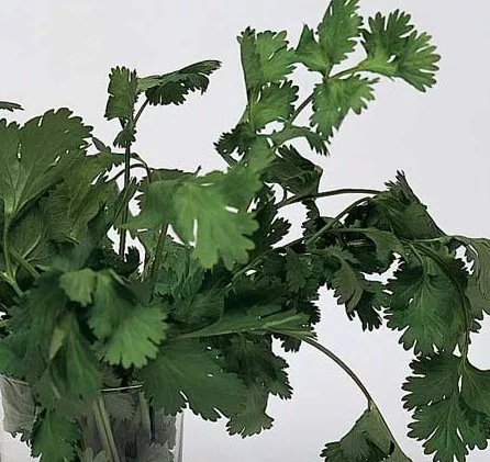 KORIANDER Coriandrum sativum