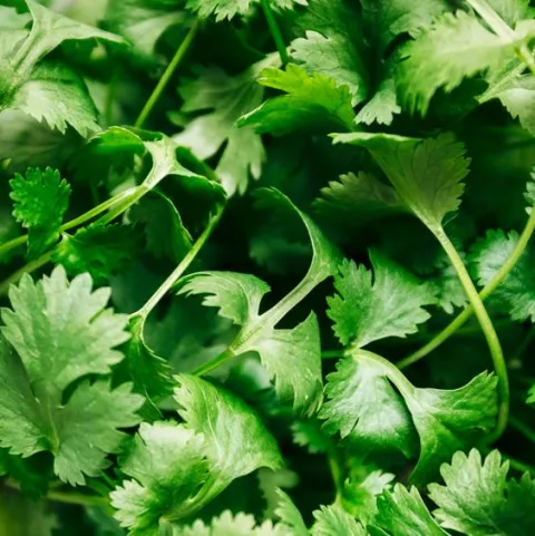 KORIANDER Coriandrum sativum