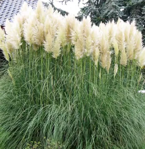 Cortaderia sell. 'Citaro'