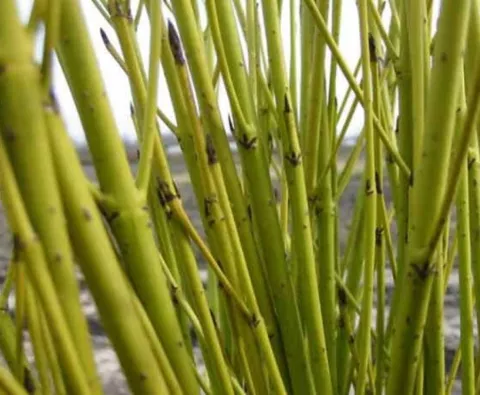 Cornus ser. 'Flaviramea'
