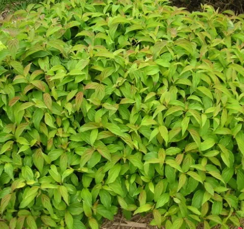 Cornus ser. 'Kelsey's Dwarf' (=Kelseyi)