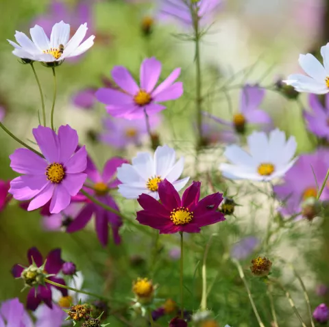 Cosmos (in soorten)