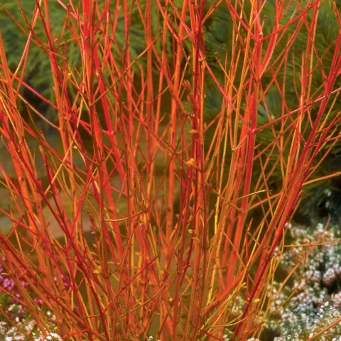 Cornus sang. 'Midwinterfire'