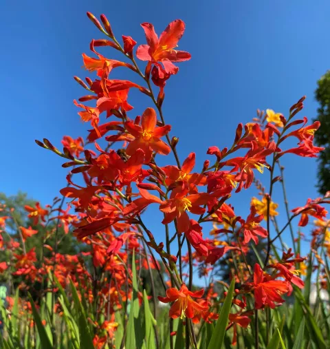 Crocosmia 'Carmine Brillant'