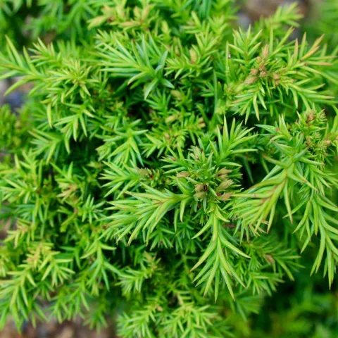 Cryptomeria jap. 'Bandai'