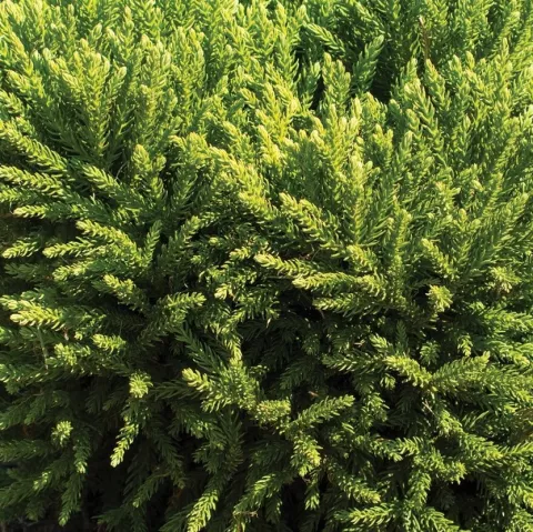 Cryptomeria jap. 'Dinger'