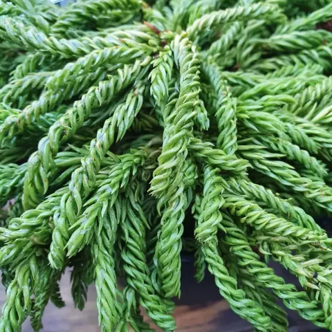 Cryptomeria jap. 'Spiralis'