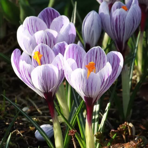 Crocus 'King of the Striped'