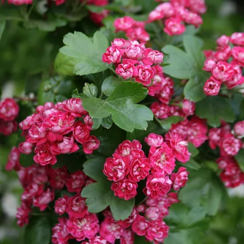 Crataegus media 'Paul's Scarlet'