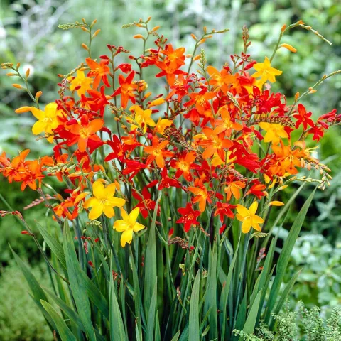 Crocosmia