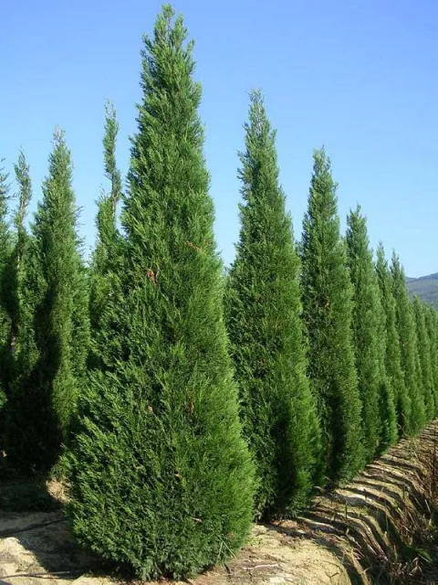 Cupressocyparis leylandii