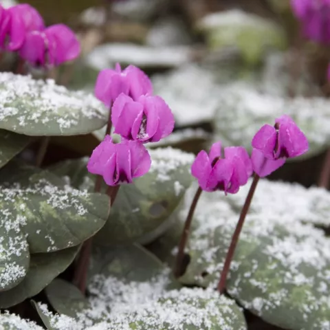 Cyclamen coum