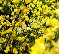 Cytisus praecox 'Allgold'