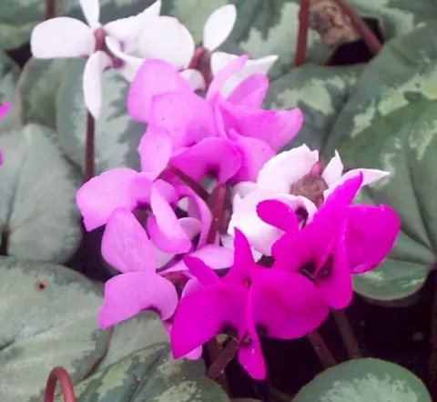 Cyclamen 'Patio'