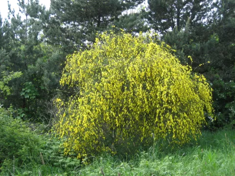 Cytisus scoparius