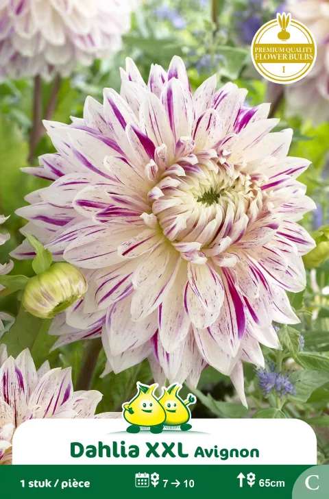 Dahlia 'Avignon'