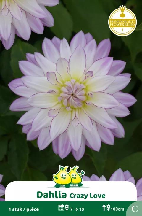 Dahlia Crazy Love