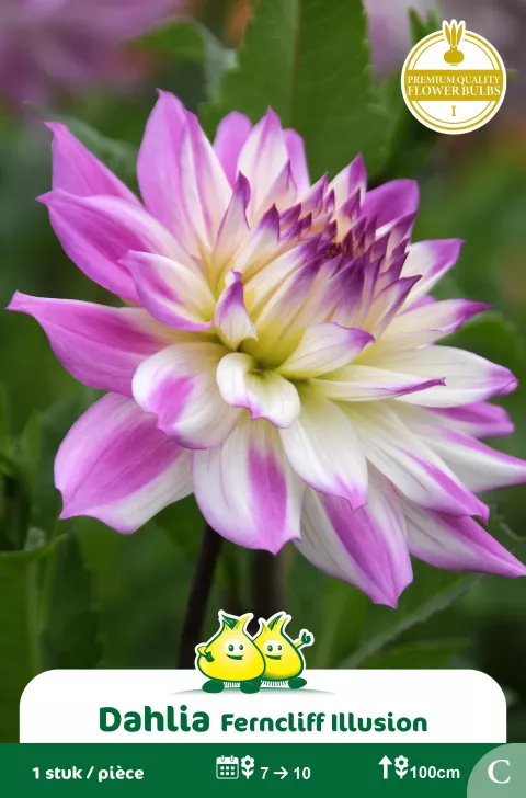 Dahlia 'Ferncliff Illusion'