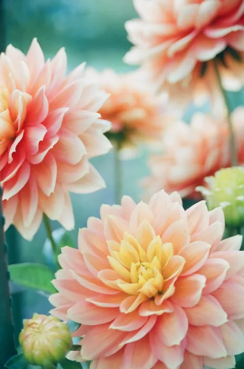 Dahlia (in soorten)