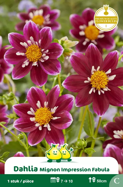 Dahlia Mignon Impression Fabula