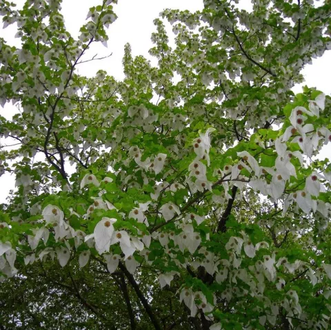 Davidia involucrata vilmoriniana