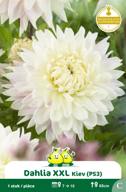 Dahlia Kiev 