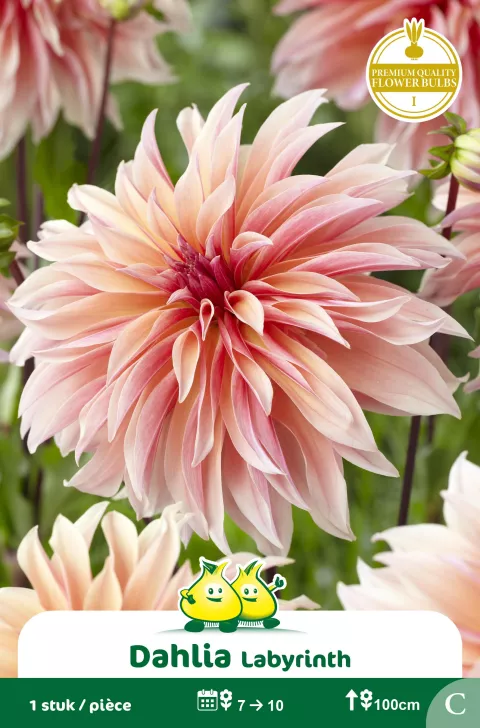 Dahlia 'Labyrinth'