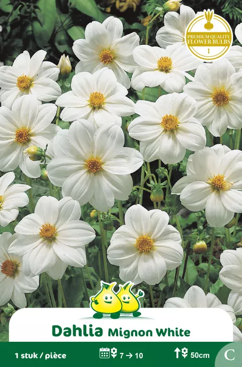 Dahlia Mignon Wit