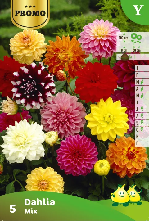 Dahlia Mix