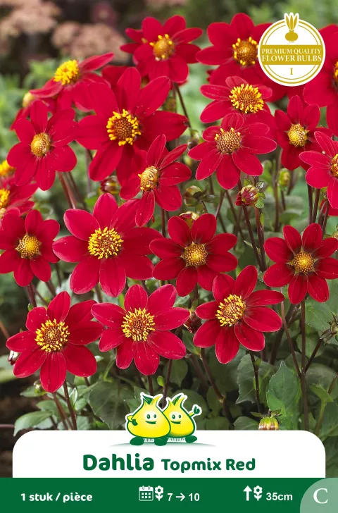 Dahlia Topmix Rood