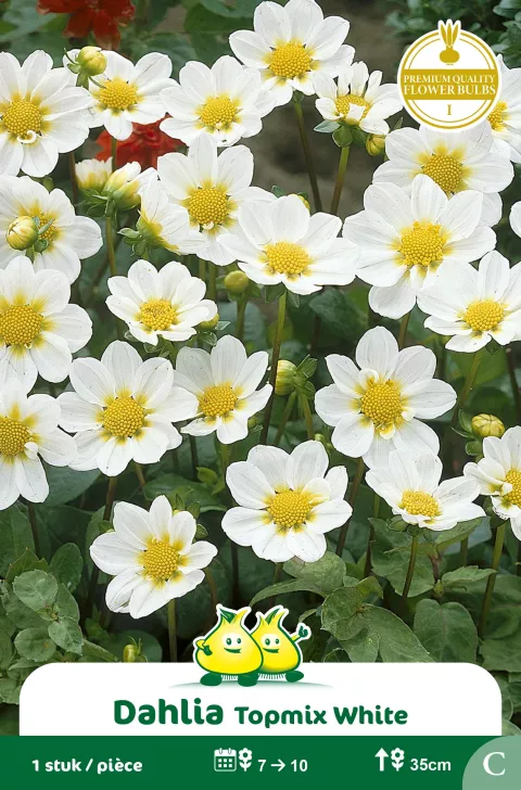 Dahlia Topmix Wit