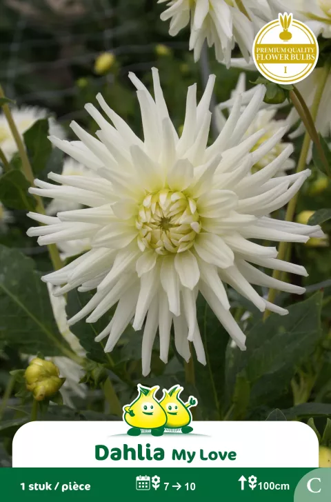 Dahlia cactus My Love